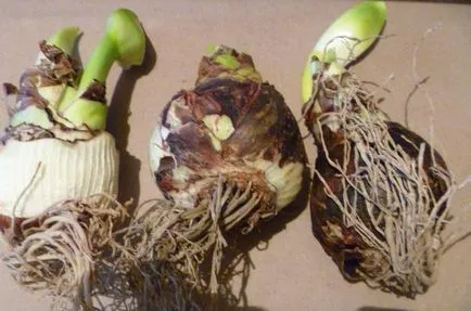 Miért ne virágok Hippeastrum, és hogyan kell harcolni