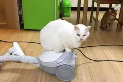 Miért macskák félnek a porszívó macska pszichológia (cat) Miért macskák félnek a porszívó macska pszichológia