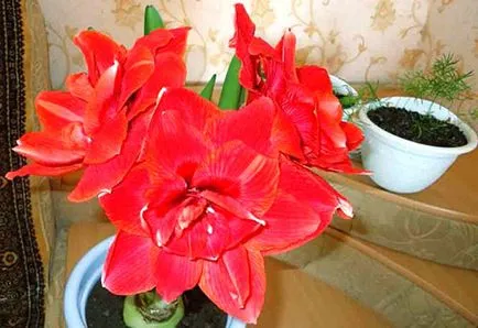 Miért ne virágok Hippeastrum otthon - mi a teendő, hogyan lehet eljutni a virágzás, videó