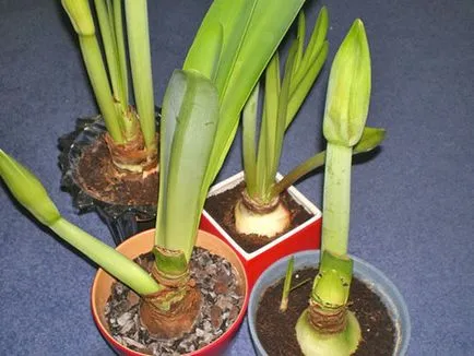 Miért ne virágok Hippeastrum otthon - mi a teendő, hogyan lehet eljutni a virágzás, videó