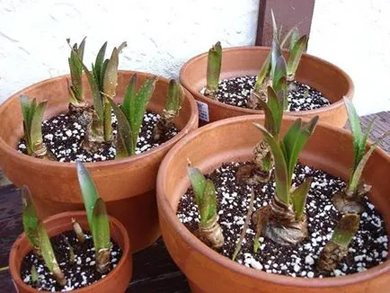 Miért ne virágok Hippeastrum otthon - mi a teendő, hogyan lehet eljutni a virágzás, videó