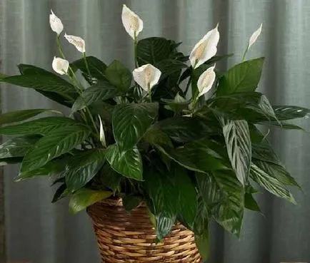Miért levelek sárgulnak és száraz a Spathiphyllum, a kényelem és a melegség, az otthoni (levél) Miért levelek sárgulnak és száraz a Spathiphyllum, a kényelem és a meleg otthonomban