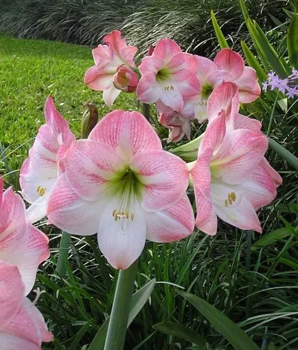 Miért nem virágzik Hippeastrum, avgulen