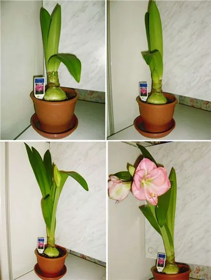 Miért ne virágok Hippeastrum otthon - mi a teendő, hogyan lehet eljutni a virágzás, videó