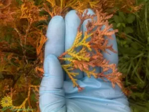 Miért sárga arborvitae és mit kell tenni arborvitae betegség és a kezelés, hogyan kell menteni az ötödik szárítás miért