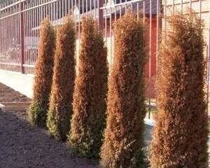 Miért sárga arborvitae és mit kell tenni arborvitae betegség és a kezelés, hogyan kell menteni az ötödik szárítás miért