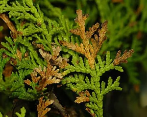 Miért sárga arborvitae és mit kell tenni arborvitae betegség és a kezelés, hogyan kell menteni az ötödik szárítás miért
