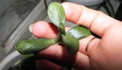 Miért hervadás és pirosra levelek a pénz fa (Jade) (fading) Miért hervadás és pirosra levelek a pénz fa (Jade)