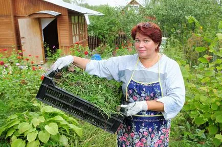 Etetés eper tavaszi műtrágya típusok és feltételei (kert) Etetés eper tavaszi műtrágya típusok és feltételek