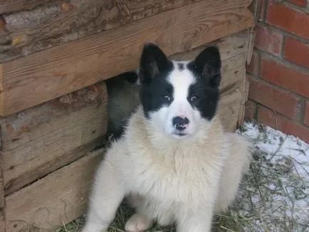Megfelelő nevek husky