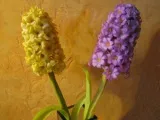Ültetés krókuszok - mikor és hol kell ültetni krókuszok; ültető cserépben kikerics (Crocus) Ültetés krókuszok - mikor és hol kell ültetni krókuszok; Ültetés krókuszok cserépben