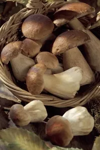 A gombák felhasználásával, hasznos és gyógyító tulajdonságait gomba - a TOP10 leghasznosabb gombák