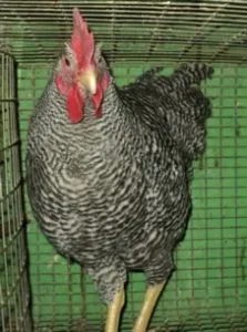 Breed csirkék Plymouth Rock-fajta leírás, tartalom és színváltozat