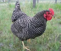 Breed csirkék Plymouth Rock-fajta leírás, tartalom és színváltozat