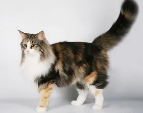 Breed macska hosszú farka és egy leírást a fotó, a macska és a macska