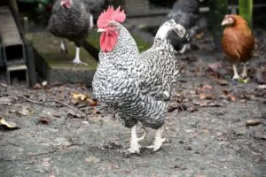 Breed csirkék Plymouth Rock-fajta leírás, tartalom és színváltozat