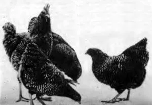 Breed csirkék Plymouth Rock-fajta leírás, tartalom és színváltozat