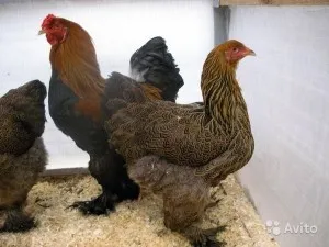 Cochin Kína tenyészteni csirkék jellemzése, leírása és képek