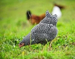 Breed csirkék Plymouth Rock-fajta leírás, tartalom és színváltozat