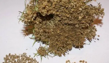 Ültetés sárgarépamag - lépésről lépésre útmutató a kezdő