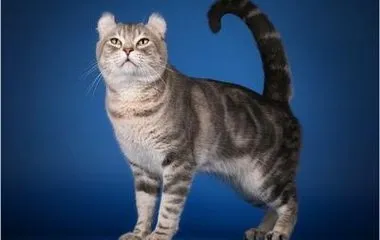Cat fajták