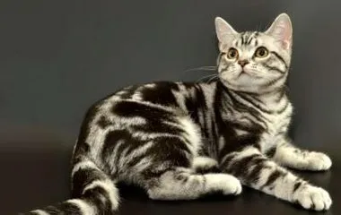 Cat fajták
