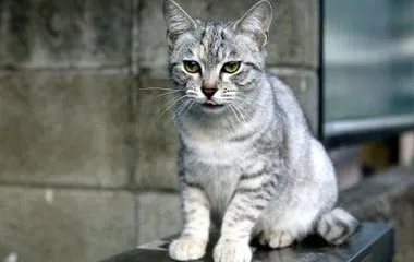 Cat fajták