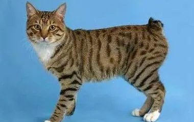 Cat fajták