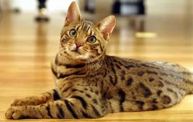 Cat fajták