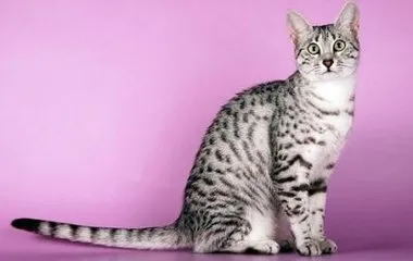 Cat fajták