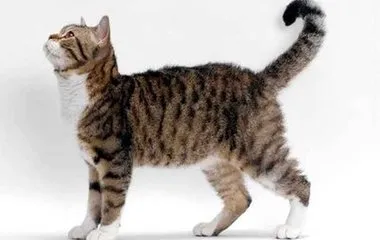 Cat fajták