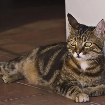 Breed udvar macskák karakteres leírás 10 fotó, videó