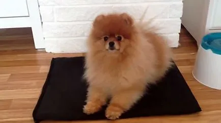 Pomerániai és tünetek, fotók és videó (Spitz) Pomerániai és tünetek, fotó és videó
