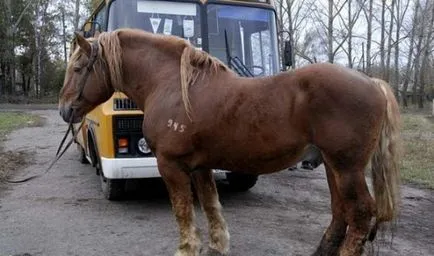 Dray lófajta leírás, tartalom, ellátás (ló) szán lófajta leírás, tartalom, gondoskodás