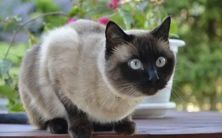 Breed udvar macskák karakteres leírás 10 fotó, videó