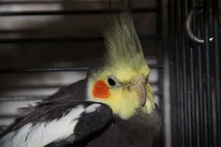 Parrot tüsszent - mit kell tenni, hogy miért papagáj gyakran tüsszent, video