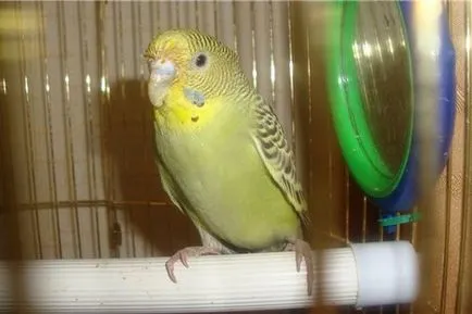 Parrot tüsszentés okai és mi a teendő ebben az esetben (csinálni) Parrot tüsszentés okai és mi a teendő ebben az esetben