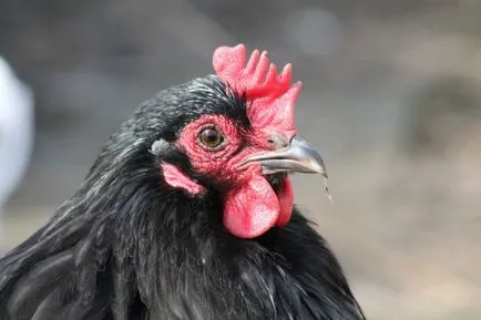 Orpington fajtát fotó és leírás, jellemző