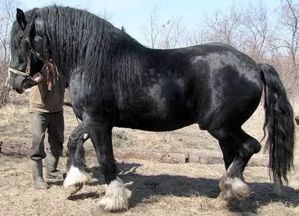 Dray lófajta leírás, tartalom, ellátás (vastag sörény, farok) szán lófajta leírás, tartalom, gondoskodás