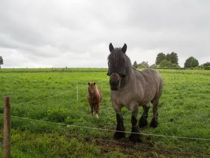 Dray lófajta leírás, tartalom, ellátás (vastag sörény, farok) szán lófajta leírás, tartalom, gondoskodás