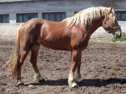 szán lófajta leírás, tartalom, karbantartás (rock) szán lófajta leírás, tartalom, gondoskodás