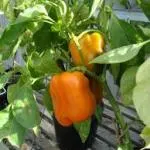 Ültetés paradicsom Ganichkina, nő a kertben! (Pepper palánta magok) Ültetés paradicsom Ganichkina, nő a kertben!