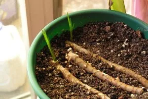 Lépés reprodukciós dracaena csúcsi dugványok (apikális) Lépve reprodukciós Dracaena csúcsi dugványok