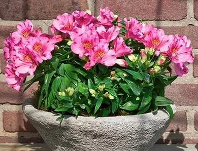 Lenyűgöző Alstroemeria otthon