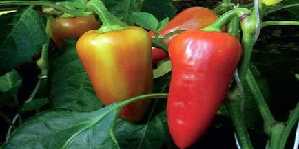 Szabályok paprika termesztése, a fajták kiválasztására (bors) Szabályok paprika termesztése, kiválasztása évfolyam