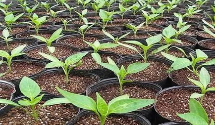 Szabályzat paprika termesztése, a választás a különböző (nem kötelező) Szabályok paprika termesztése, kiválasztása évfolyam