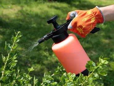 Készítmények a növényvédelemben a kertben a kártevők és betegségek, mint permetet növények