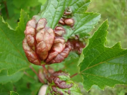 Készítmények a növényvédelemben a kertben a kártevők és betegségek, mint permetet növények