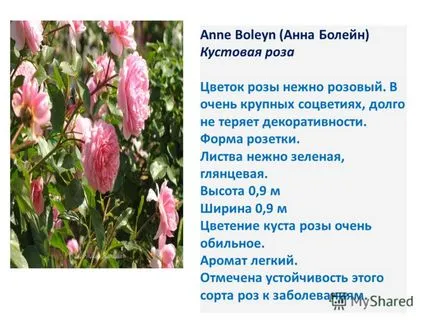 A bemutató a projekt - a virágágyás - 7a-osztályban a diákok (projekt „virágágy” tanulók 7a osztály .. projekt célja az: tereprendezés iskola udvarán projekt eredmény: egy vázlatot egy virágágyás megoldani.) A bemutató a projekt - a virágágyás - 7a osztályosok