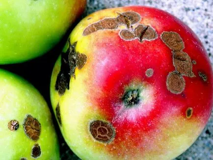 Készítmények a növényvédelemben a kertben a kártevők és betegségek, mint permetet növények